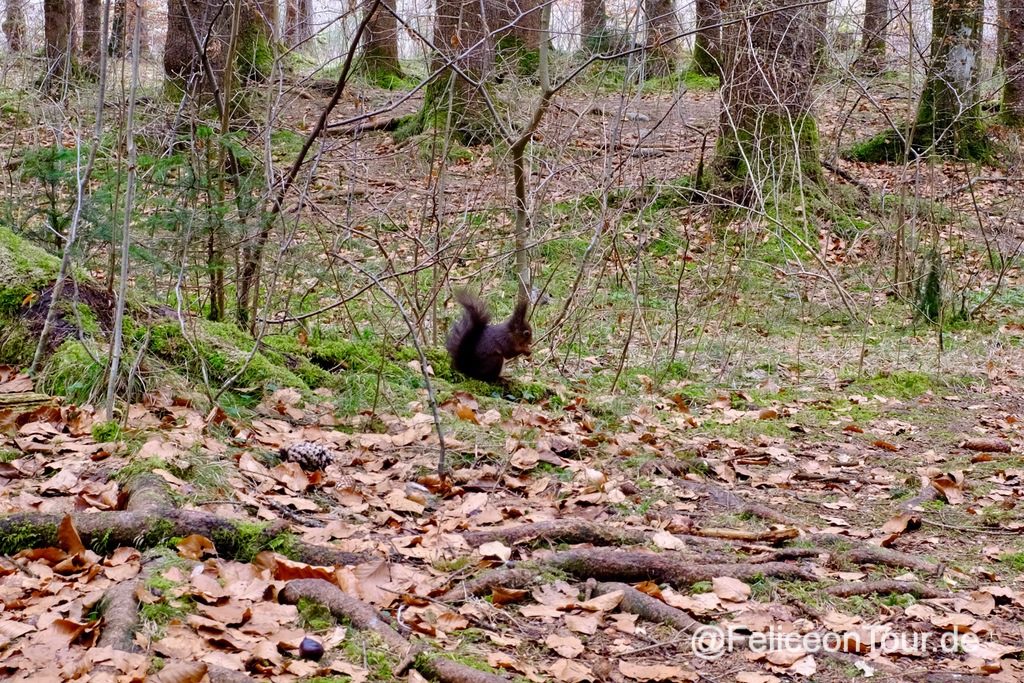 Niedliches Eichhörnchen