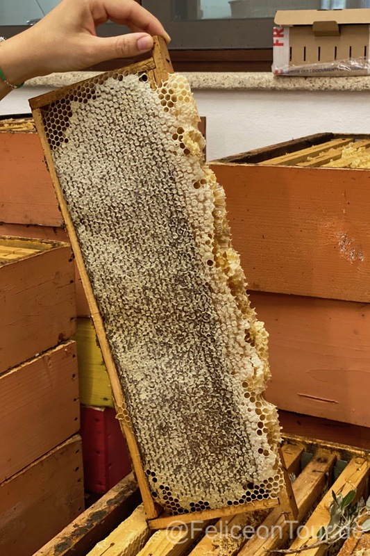 Honig von Sardinien Honigwabe